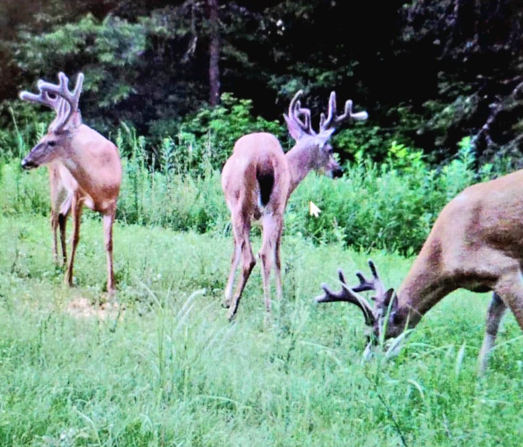 July brings peak of buck deer antler growth cycle, News