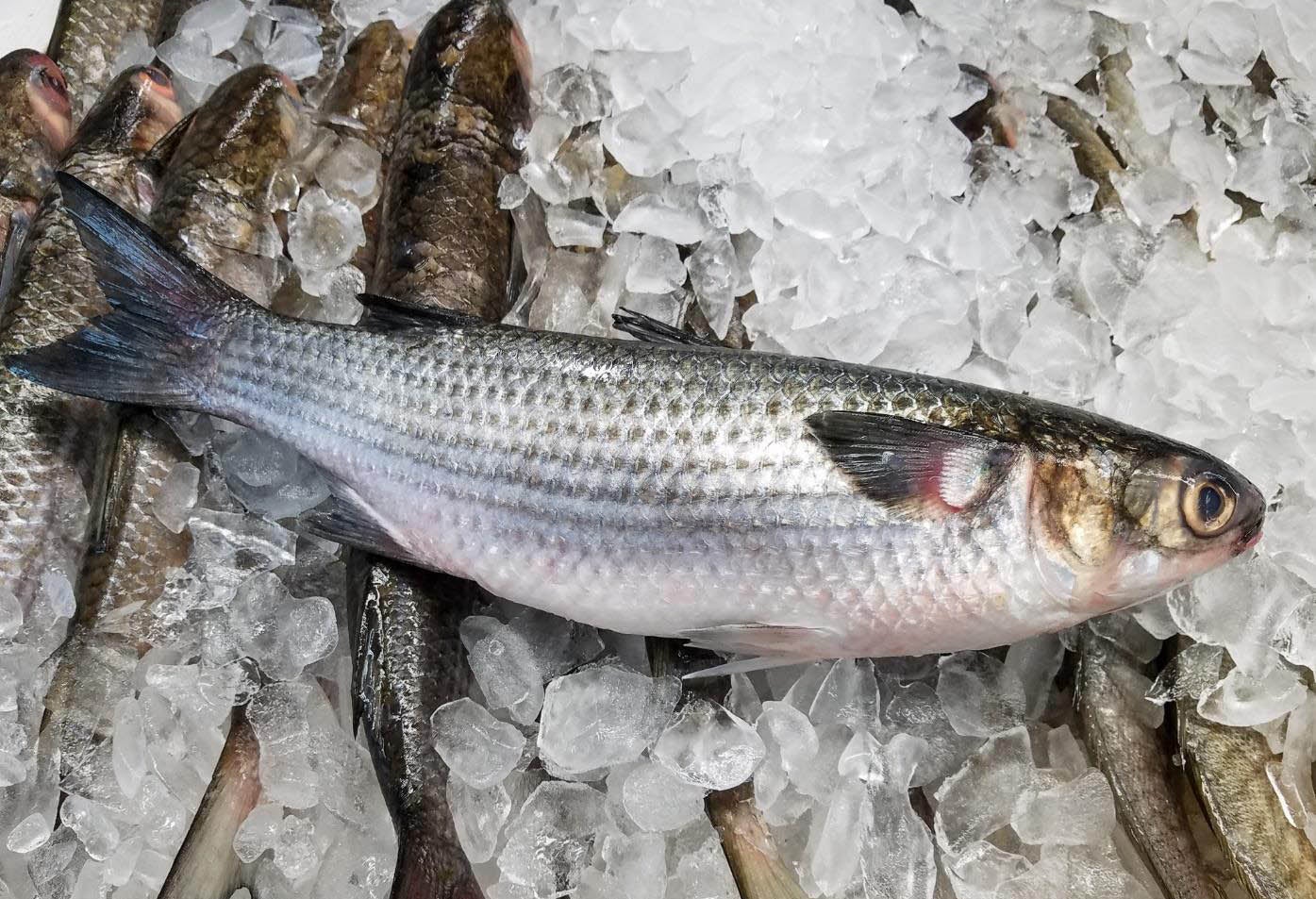 Wanna Step Outside? Overfishing mullet results in restrictions